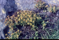 Sedum alpestre