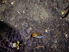 Oxychilus draparnaudi