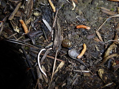 Oxychilus draparnaudi