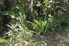 Consul fabius cecrops