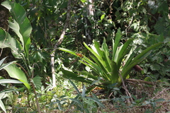 Consul fabius cecrops