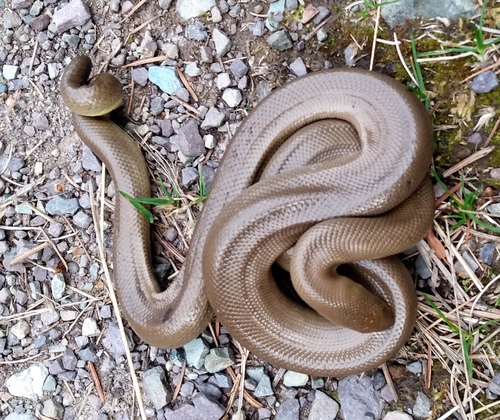 Northern Rubber Boa photographed in Montana