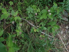Allium schoenoprasum