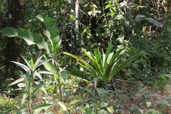 Consul fabius cecrops