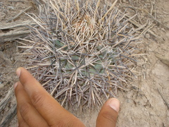 Coryphantha poselgeriana