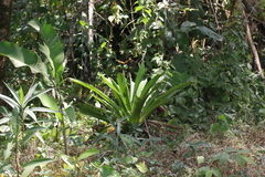 Consul fabius cecrops