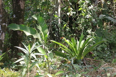 Consul fabius cecrops