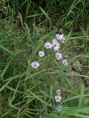 Symphyotrichum novi-belgii villicaule