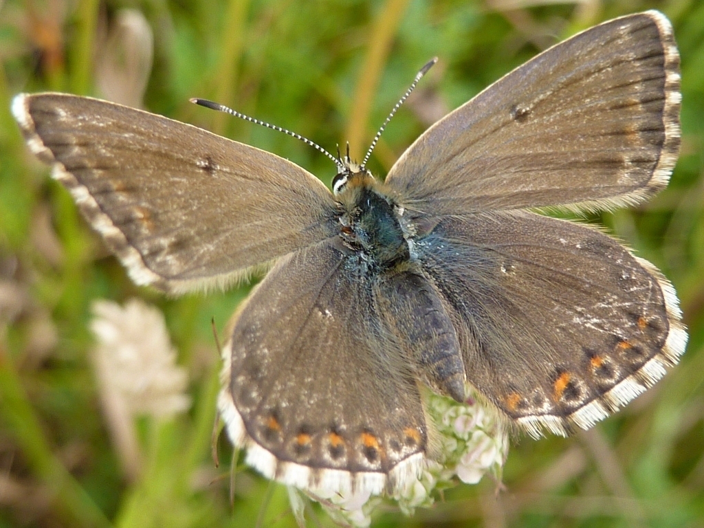 Chalk-hill Blue