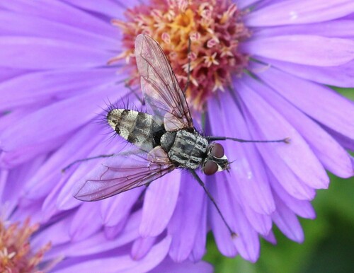 Dinera fuscata
