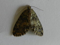 Hydriomena renunciata