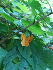 Erastria decrepitaria