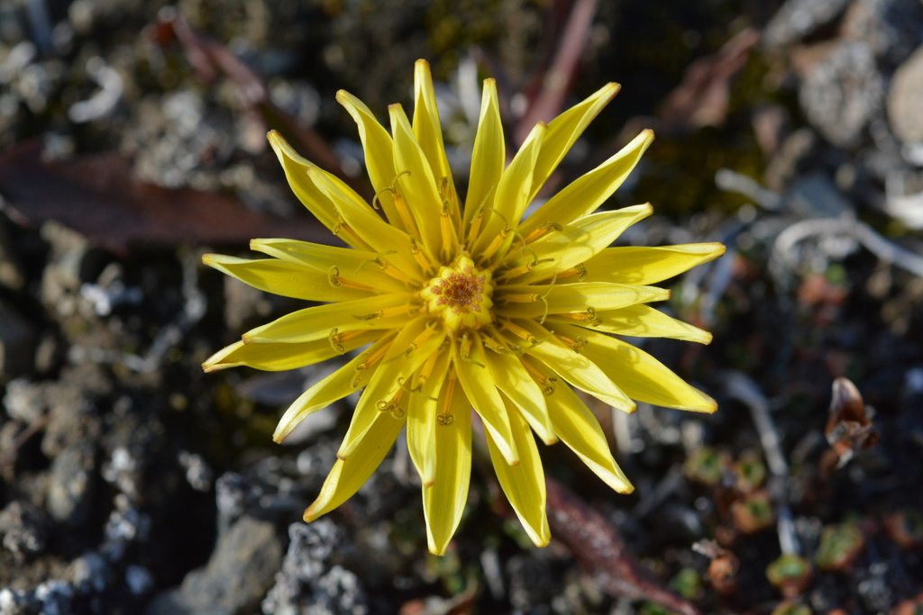 Taraxacum hyparcticum