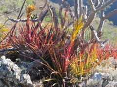 Tillandsia rodrigueziana