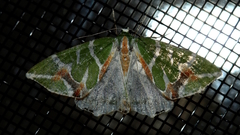 Chlorodes boisduvalaria