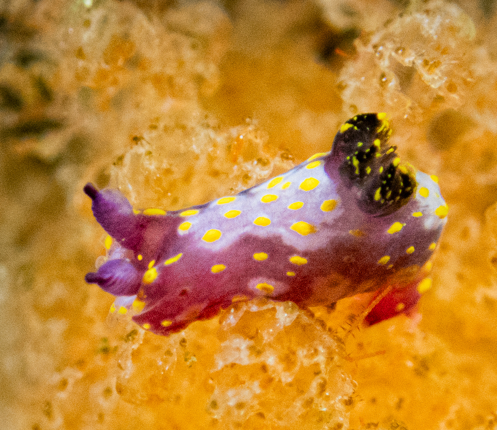 Polycera maddoxi