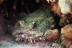 Batrachomoeus dubius
