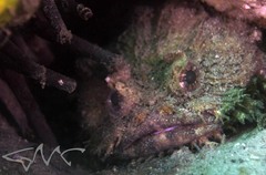 Batrachomoeus dubius