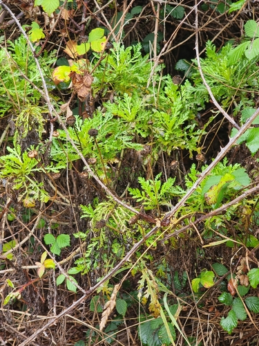 Argyranthemum dissectum (Argyranthemum dissectum)