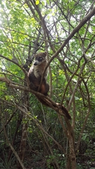 Nasua narica yucatanica