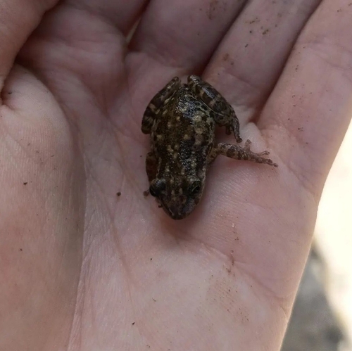 Cochran's Snouted Treefrog, Scinax similis