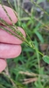 Digitaria sanguinalis sanguinalis - Photo (c) Marta, some rights reserved (CC BY-NC), uploaded by Marta
