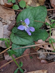 Viola villosa