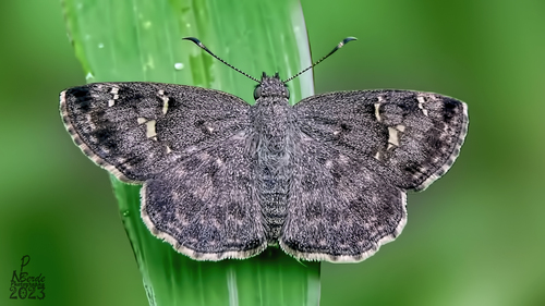 Photo of Spotted Small Flat (Sarangesa purendra)