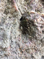 Pachygrapsus