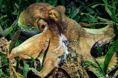 Image of Octopus insularis