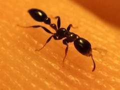 Pseudomyrmex ejectus