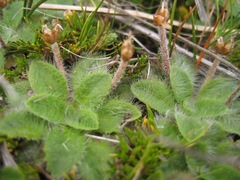 Plantago lanigera