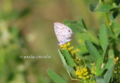 Leptotes cassius cassidula