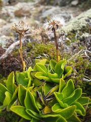 Brachyglottis bellidioides