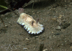 Goniobranchus aureopurpureus
