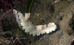 Goniobranchus aureopurpureus