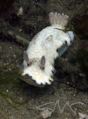Goniobranchus aureopurpureus