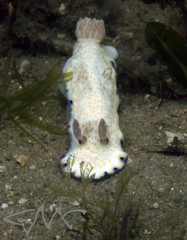 Goniobranchus aureopurpureus