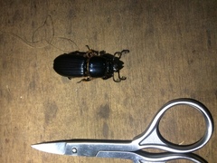 Odontotaenius