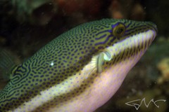 Canthigaster callisterna