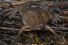 Gill's Platanna photo 2