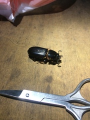 Odontotaenius
