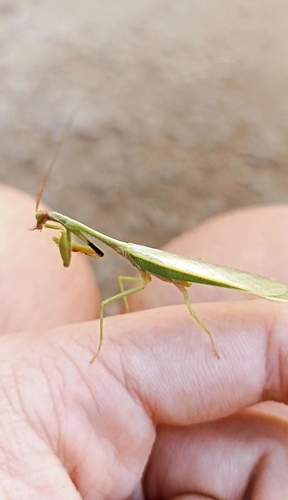 Parastagmatoptera theresopolitana