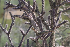 Cylindropuntia thurberi versicolor