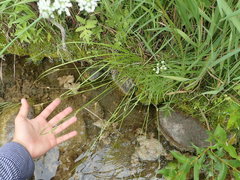 Carex × subviridula