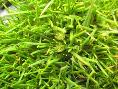 Colobanthus apetalus