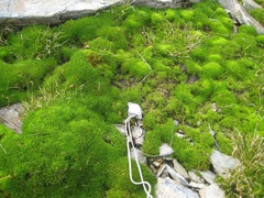 Colobanthus apetalus