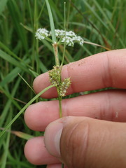 Carex × subviridula
