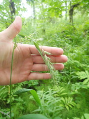 Elymus wiegandii
