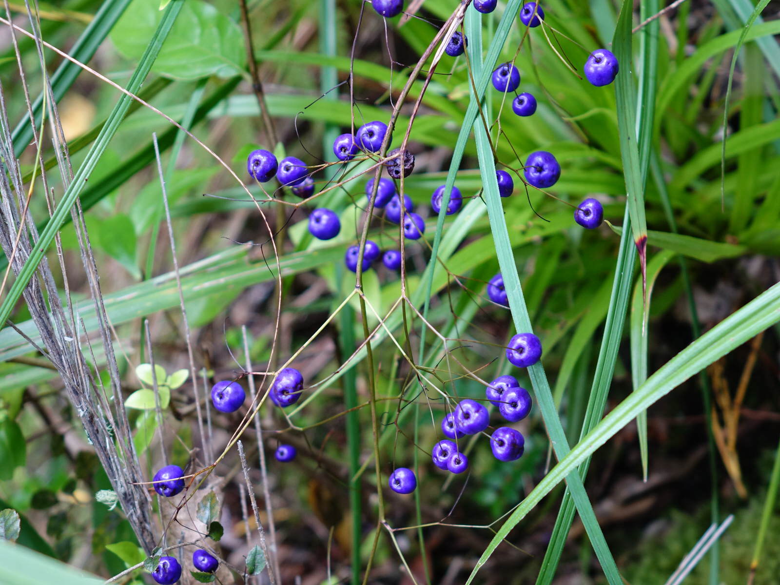 Ink Berry (Dianella nigra) · iNaturalist